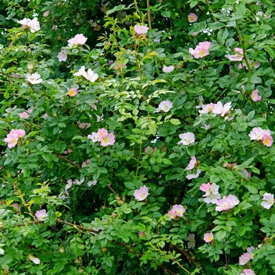 Rosa canina L. | Plants of the World Online | Kew Science