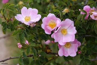 Rosa canina | Wild Dog Rose Flower Seeds