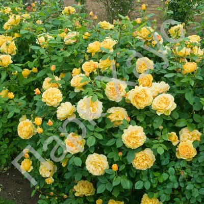 Роза шраб 'Golden Celebration', Роза канина 'Falstaff', купить в Ростове,  Rosa canina, Rosa Modern Shrub Кустарник лиственный Купить растения в  Ростове-на-Дону, Интернет-магазин, питомник растений, хвойные и лиственные,  уличные, плодовые и декоративные ...