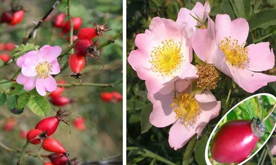 Rosa canina: A Potential Herbal Preventive for Post-C-section UTI –  Naturopathic Doctor News and Review