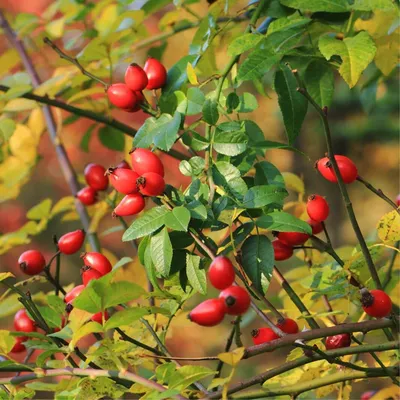 Dog Rose (Rosa canina) - British Plants - Woodland Trust