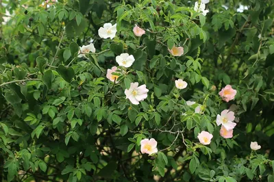 Дикие Розы На Английском Языке Hedgerow Роза Канина Собака Роза — стоковые  фотографии и другие картинки Ароматический - iStock