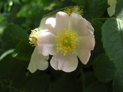 Blooming dog rose or Rosa Canina in garden Stock Photo - Alamy