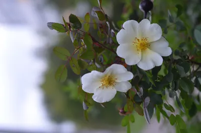 Фотокаталог растений: Шиповник собачий (Rosa canina)