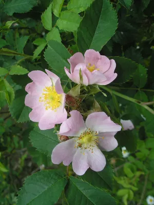 Rosa Canina - Dog Rose - Medical Botany - Vintage Botanical Illustration -  Plants and Herbs Digital Art by Studio Grafiikka - Pixels