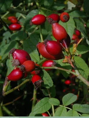 ROSA CANINA