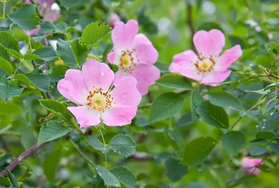 Rosa canina (Dog Rose)