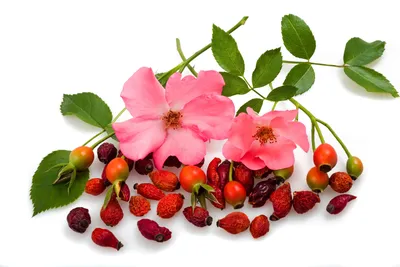 File:Dog rose flower (rosa canina).jpg - Wikimedia Commons