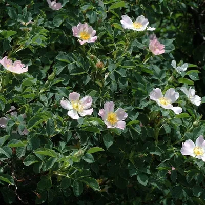 Dog Rose (Rosa Canina) Flowers And Fruits On A White Background Stock  Photo, Picture and Royalty Free Image. Image 16834065.