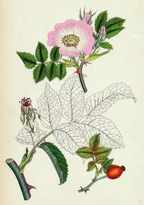 Redoute Botanical Dog Rose Art Print/ Rosa Canina, Big Flower Dog Rose  Flower Book Plate, Watercolor Wall Art Decor for Framing/ 10 X 14 H - Etsy  Finland