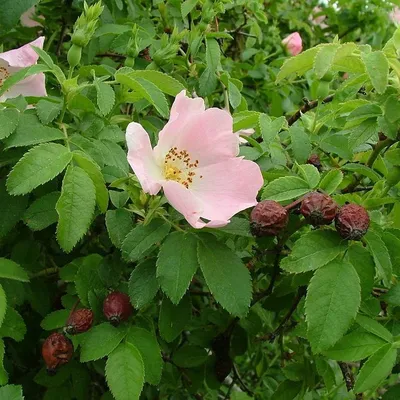 Роза собачья \"Rosa canina\" купить по цене 450 рублей от питомника саженцев  и растений Центросад | Фото и консультация по уходу