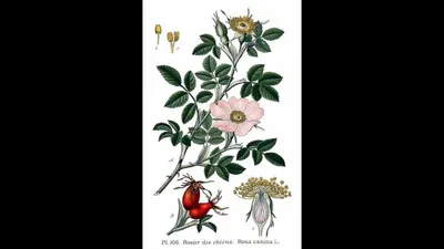 Rosa canina L. | Plants of the World Online | Kew Science