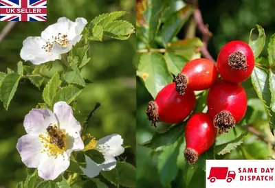 Future Forests Rosa Canina - Dog Rose Native Wildlife Fruiting Hedge  suitable for a wide range of occasions
