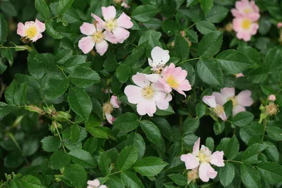 Купить семена Роза собачья (канина). Rosa canina | Семена и саженцы  Анатолия Орлова