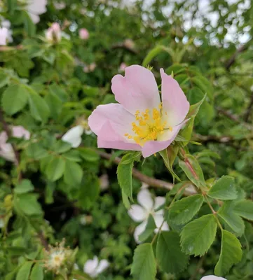 File:106 Rosa canina L.jpg - Wikimedia Commons