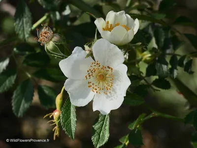 Wild Plant Foods of Britain: Dog Rose (Rosa canina)