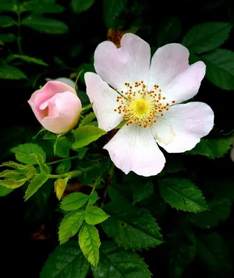 Rosa canina 'Kiese' | Botanical Garden - Natural History Museum, University  of Oslo, Norway