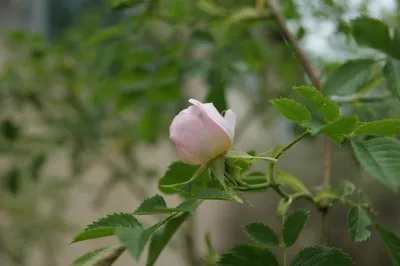 Rosehip / Wild Dog Rose (Rosa Canina) 25+ seeds | Organic | Same Day  Dispatch | eBay