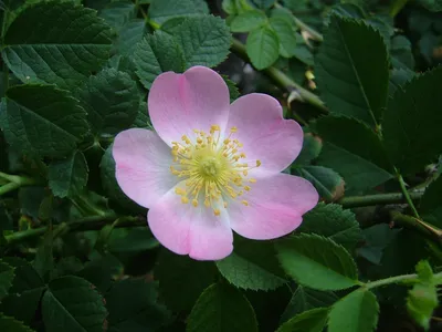 Free Images : common, dog, flower, flowering plant, Woods rose, multiflora  rose, rosa canina, rosa rubiginosa, petal, prickly rose, California wild  rose, rosa dumalis, Rosa omeiensis, rose family, burnet rose, Rosa nutkana,