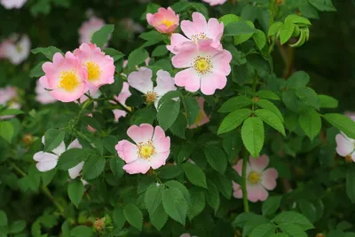 Rosa canina - Dog Rose – Future Forests