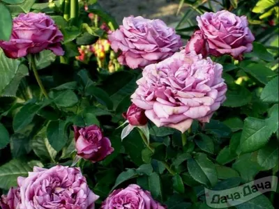 Купите Роза Клод Брассер 🌹 из питомника Долина роз с доставкой!