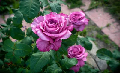 Роза Клод Брассер (Claude Brasseur) чайно-гибридная - «Роза Клод Брассер  (Claude Brasseur) чайно-гибридная- любимица среди остальных роз» | отзывы