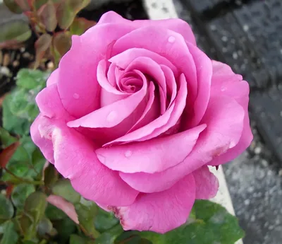 Роза «Клод Брассер» Rose «Claude Brasseur» — Саженцы в Орле