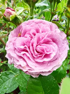 Роза Клод Брассер 🌹 ⠀ 🍃 Чайно-гибридные 🍃 Высота 70-90 см 🍃 Размер  цветка 13-14 см 🍃 Аромат нежный 🍃 Цветение повторное 🍃 Устойчивость к… |  Instagram