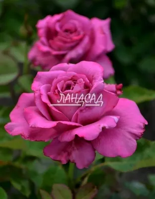 Роза Claude Brasseur (Клод Брассер) – купить саженцы роз в питомнике в  Москве