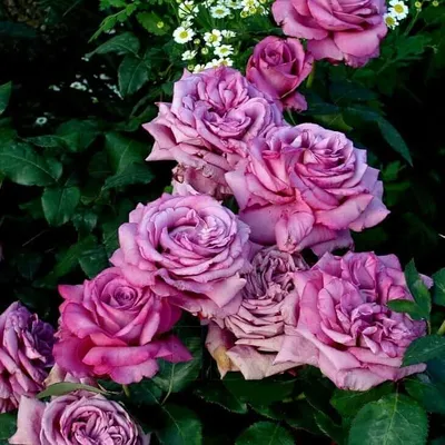 Купить Роза Клод Брассер недорого по цене 371руб.|Garden-zoo.ru