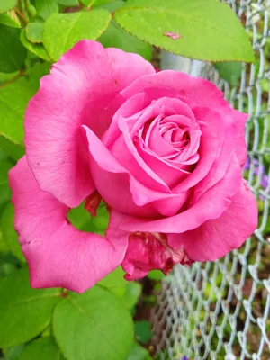 Клод Брассёр - роза, которая сведёт с ума! | Ксения Rosebushes | Дзен