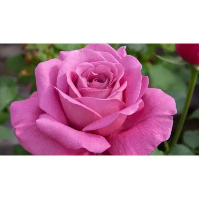 Клод Брассер роза - описание, особенности, плюсы и минусы, правила  выращивания | РозоЦвет
