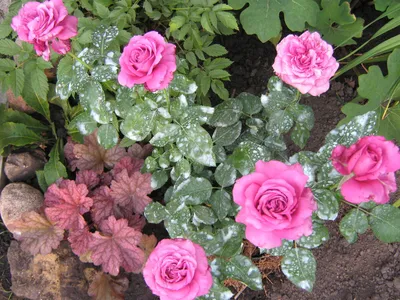 Роза \"Carina Claude Brasseur\" купить в питомнике растений с доставкой по  Волгограду и Волгоградской области, саженцы, выращивание, посадка и уход