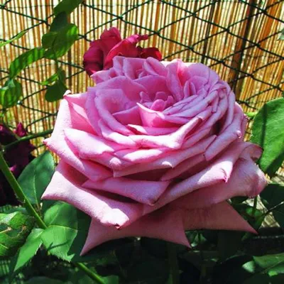 Роза Клод Брассер. (вв). Чайно-гибридная роза. (ID#574040761), цена: 135 ₴,  купить на Prom.ua