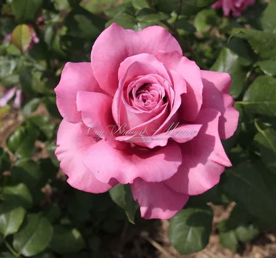 Клод Брассер роза - описание, особенности, плюсы и минусы, правила  выращивания | РозоЦвет