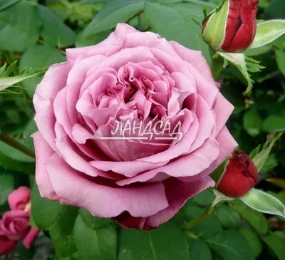 Такая разная роза Клод Брассёр Claude Brasseur. Вернисаж одной розы. | Про  розы, сад и путешествия | Дзен