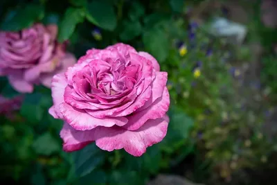 Роза Клод Брассер (Claude Brasseur) Пурпурная Чайно-гибридная роза | Розы  для вашего сада | Дзен