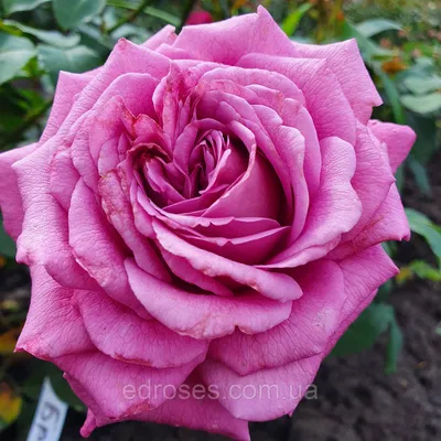 CLAUDE BRASSEUR (КЛОД БРАССЕР) | Rose, Flowers, Plants