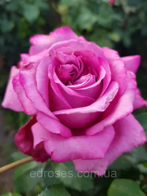 Роза чайно-гибридная Клод Брассер
