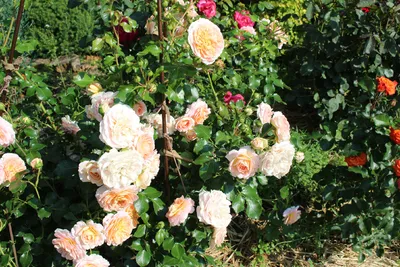 Роза шраб Концерто 94 (Concerto 94) - Розы шрабы, купить с доставкой по  Москве и Московской области, сорта, цены за штуку, названия, фото