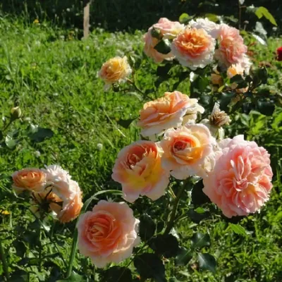 Pin by Lesliegrace Fu on ROCH3B | Flowers, Rose, Flower garden