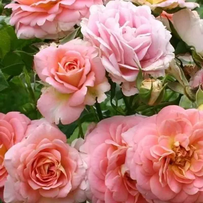 Роза Concerto 94 (Консерто 94) | Прекрасный сад Маришки | Дзен