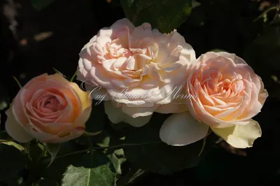 Close-up of Apricot, Buff, Pink Shading, Yellow Reverse, Lighter Reverse  Shrub Rose `Concerto 94` Romantica. Medium, Full, Stock Photo - Image of  blossom, beautiful: 241660750