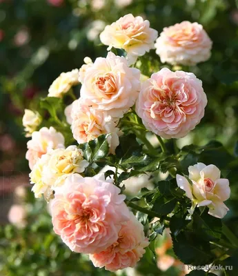 Роза Concerto 94 (Концерто 94) – купить саженцы роз в питомнике в Москве
