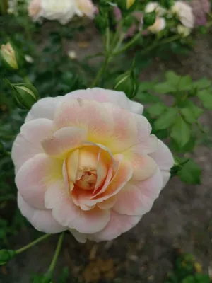 Ranczo Elma: Róża (Rosa) Concerto 94