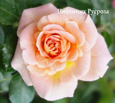 Розы парковые «Концерто 94» по цене 498 ₽/шт. купить в Москве в  интернет-магазине Леруа Мерлен