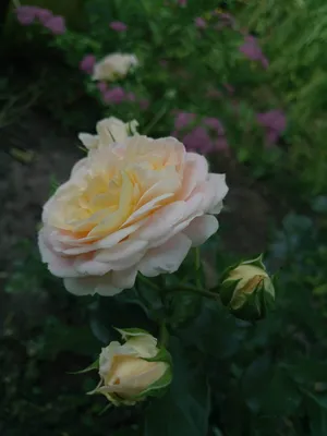 Close-up of Apricot, Buff, Pink Shading, Yellow Reverse, Lighter Reverse  Shrub Rose `Concerto 94` Romantica. Medium, Full, Stock Photo - Image of  full, flora: 241660738