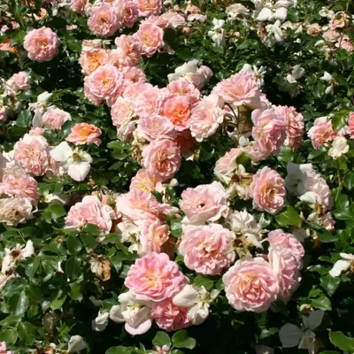 Роза почвопокровная Концерто С4 купить за 950 р. в садовом центре АСТ  Медовое