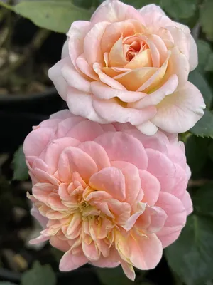 Romantica Rose Concerto - Beautiful Shrub Rose