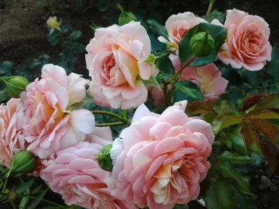 Image Shrub rose (Rosa Concerto) - 517410 - Images of Plants and Gardens -  botanikfoto